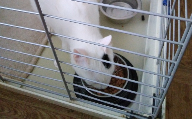 Zbiórka Karma dla chorych kotów - zdjęcie główne