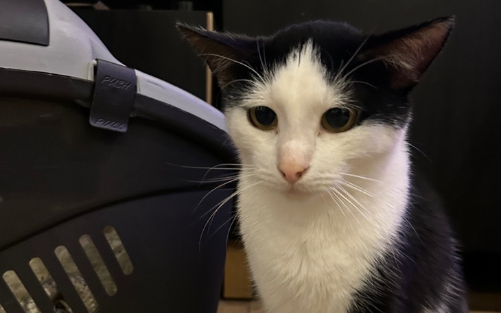 Zbiórka Wsparcie w leczeniu Ferdzia - zdjęcie główne