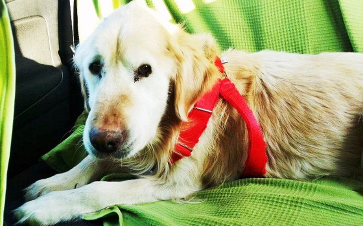 Zbiórka Naprawmy Świat Armaniego - zdjęcie główne