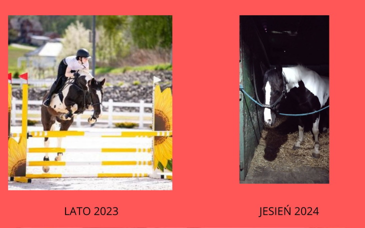 Zbiórka Uratuj życie kochanej Vlekje - zdjęcie główne