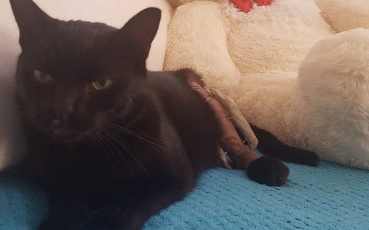 Zbiórka Kot Pablo w nie lada opałach - zdjęcie główne