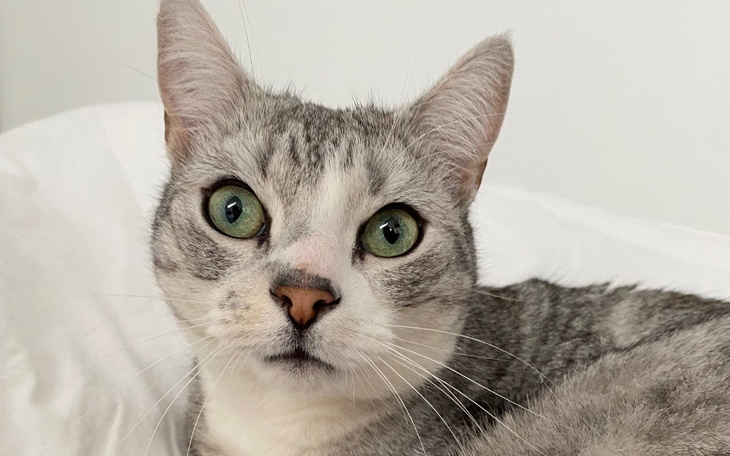 Szary kot z dużymi zielonymi oczami leżący na łóżku.