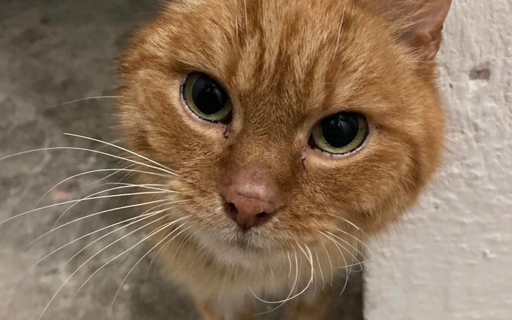 Zbiórka Elfik - ofiara przemocy - zdjęcie główne