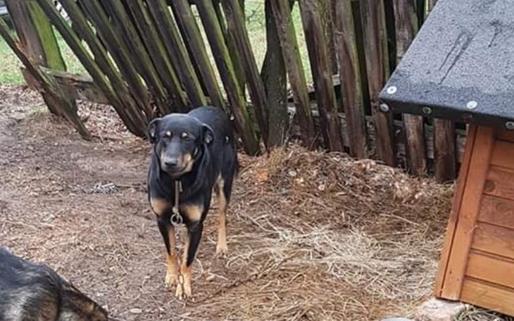 Zbiórka Pilnie potrzebny kojec dla psa - zdjęcie główne