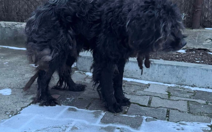 Pies z długą sierścią, wyglądający na zaniedbanego.