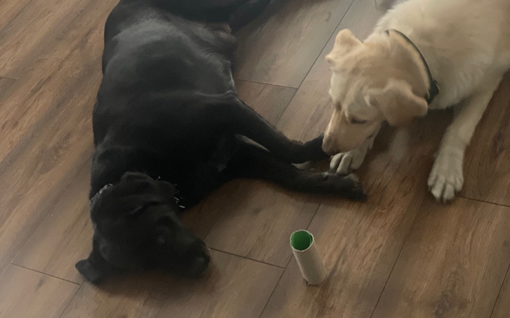 Zbiórka Pomóż naszemu domownikowi - zdjęcie główne