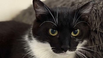 Zbiórka Bazarek DIEGO Koty Sieroty - miniaturka zdjęcia