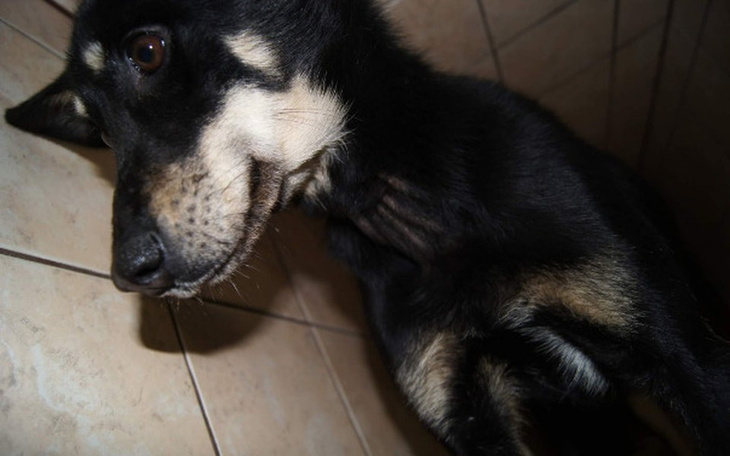 Zbiórka Cierpienie, głód to przeżyły - zdjęcie główne