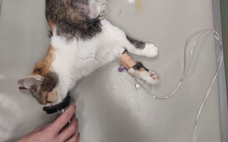 Zbiórka Dzidzia chce żyć- prosi o pomoc - zdjęcie główne