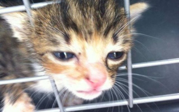 Zbiórka Kociaki zbierają na lepsze zycie - zdjęcie główne