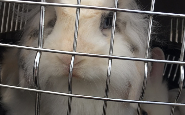 Zbiórka Na kastrację Tuptusia - zdjęcie główne