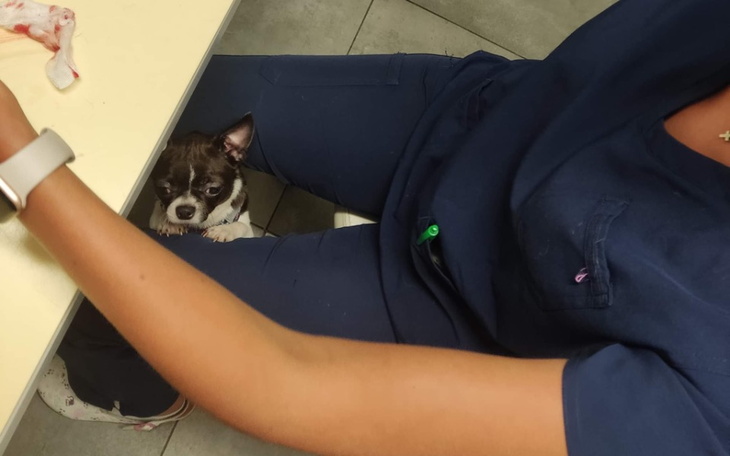 Zbiórka Opieka wet naszych podopiecznych - zdjęcie główne