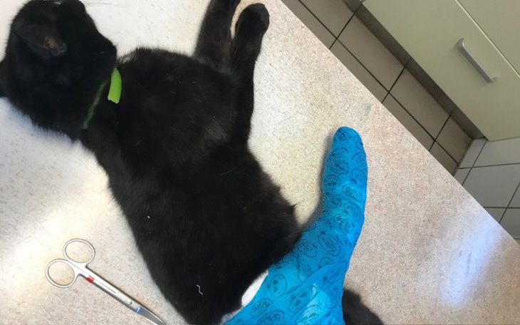 Zbiórka Operacja chirurgiczna Feli. - zdjęcie główne