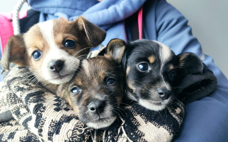 Zbiórka Burki Gburki - zdjęcie główne