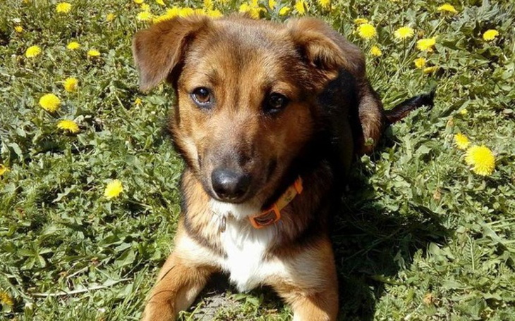 Mały pies leżący wśród żółtych kwiatów.