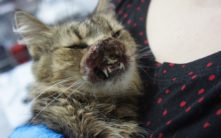 Zbiórka Alena - zdjęcie główne