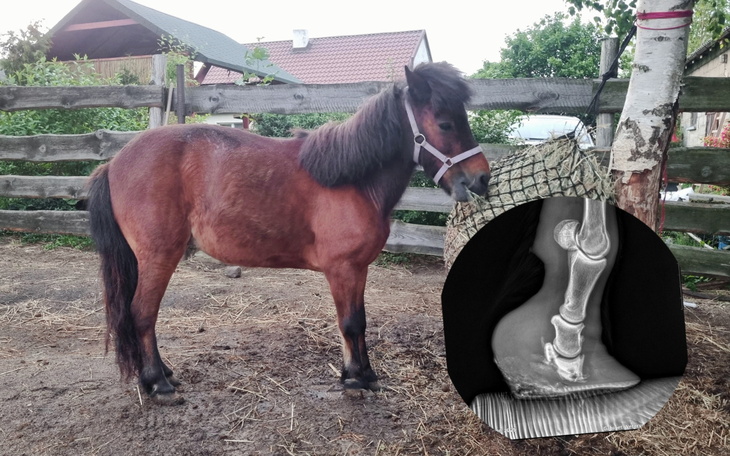 Kucyk na pastwisku z rentgenem nogi w tle.