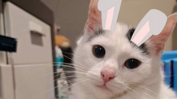 Zbiórka Świąteczne koszykowanie - miniaturka zdjęcia