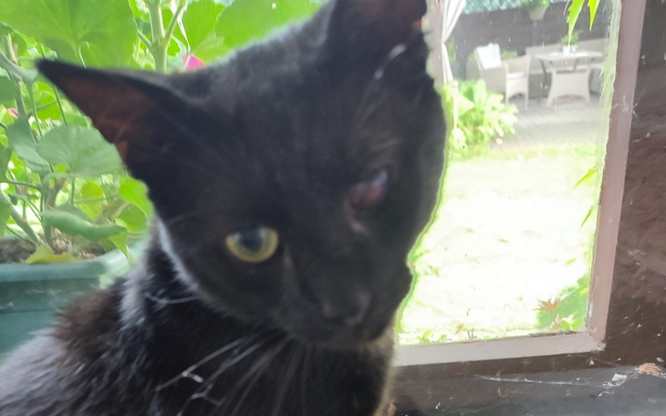 Zbiórka Pomoc dla Pirata - zdjęcie główne