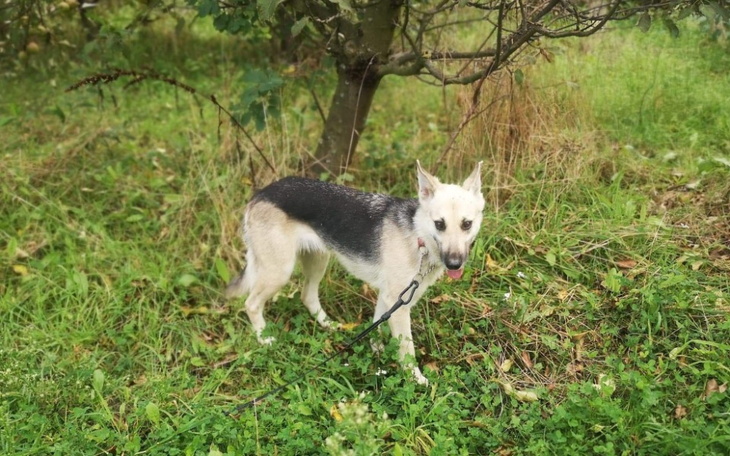 Zbiórka Sterylizacja dzielnej Wiwi - zdjęcie główne
