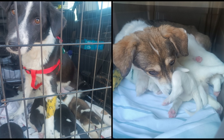 Zbiórka Pomocy Dwie mamy i 11 szczeniąt - zdjęcie główne