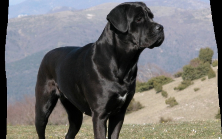 Zbiórka Na pieseczka - zdjęcie główne