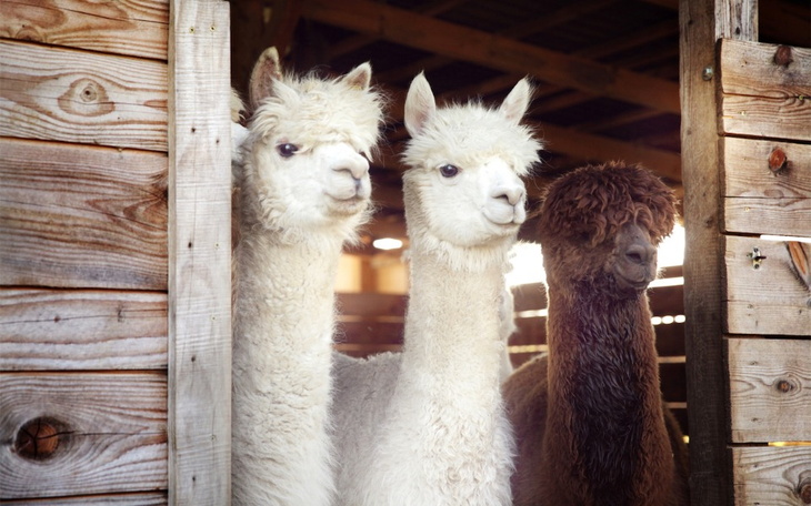 Zbiórka Na Alpakowy Raj - zdjęcie główne