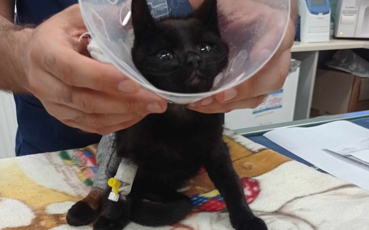 Zbiórka Operacja złamanej łapki Dzikusa - zdjęcie główne