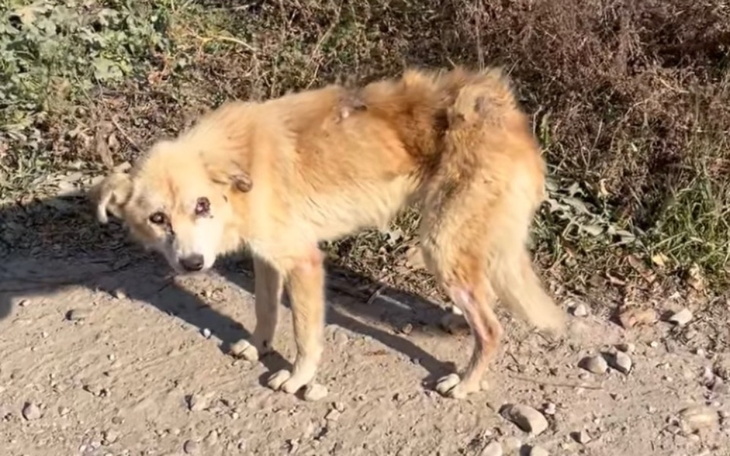 Zbiórka Uratujmy Pioruna - pilna pomoc - zdjęcie główne