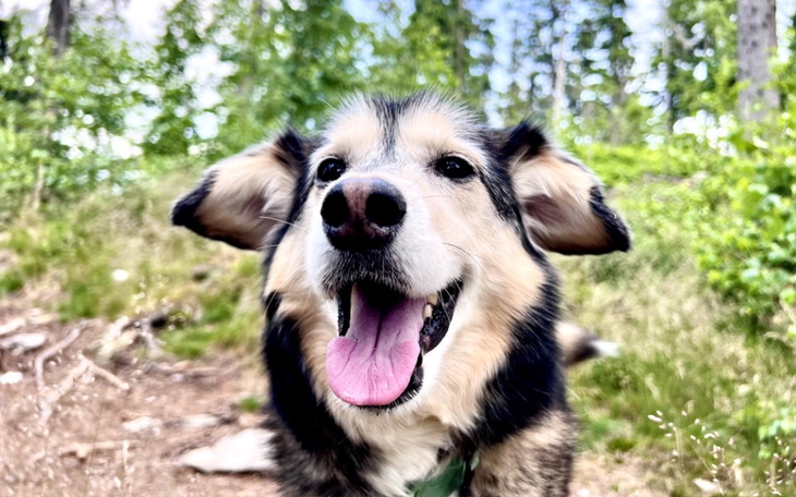 Szczęśliwy pies w lesie, z szerokim uśmiechem.
