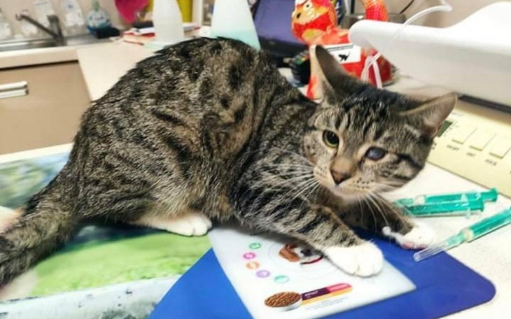 Zbiórka Czy Nefcia ma szansę na życie - zdjęcie główne