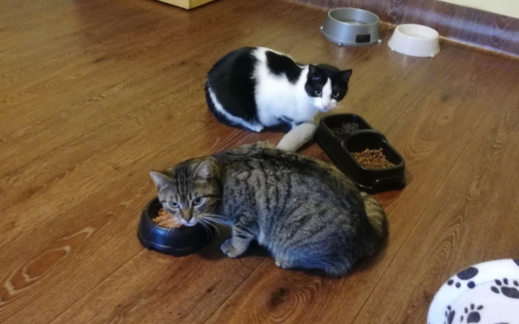 Zbiórka 2 dni ogrzewania kociarni e09 - zdjęcie główne