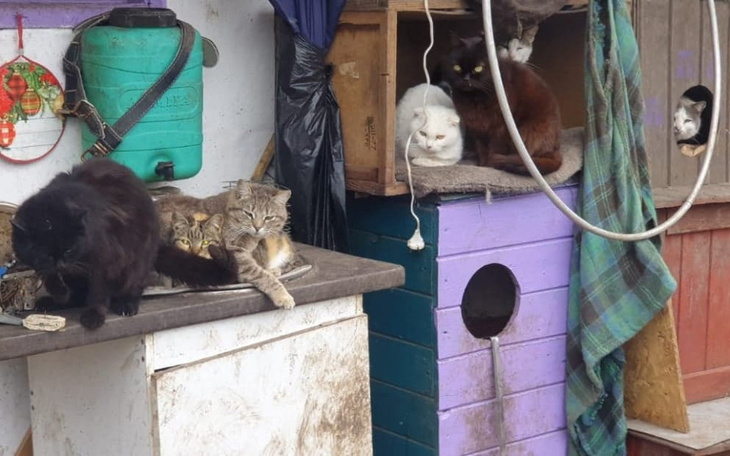 Zbiórka Żywność dla zwierząt w Ukrainie - zdjęcie główne