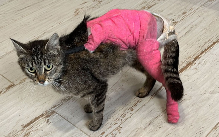 Zbiórka Rehabilitacja kotki po złamaniu - zdjęcie główne