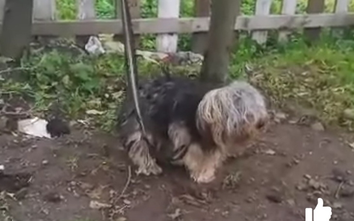 Zbiórka Biedne, zlamane serce,psa - zdjęcie główne