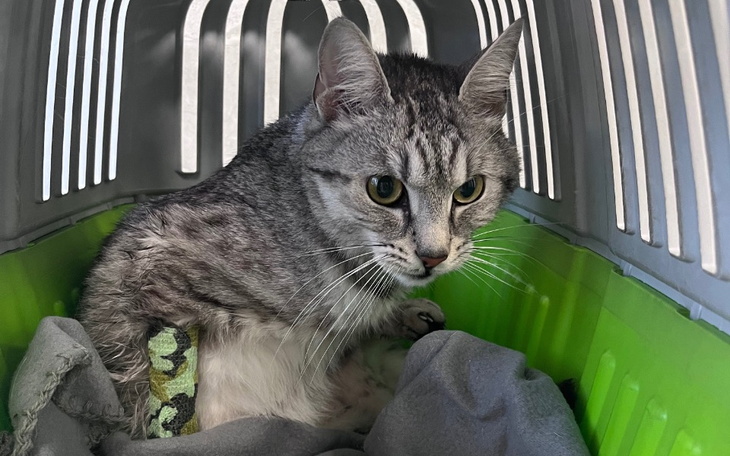 Zbiórka Wsparcie Cargo w walce z FIP - zdjęcie główne