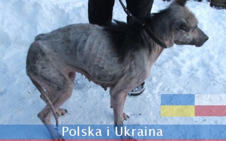 Zbiórka schronisko na Ukrainie - zdjęcie główne