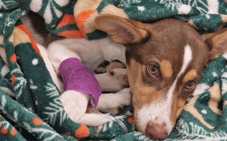 Zbiórka Leczenie koszmarnej parwowirozy - zdjęcie główne