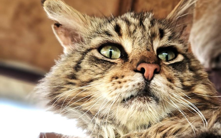 Zbiórka Rysiek postrzelony z wiatrówki - zdjęcie główne