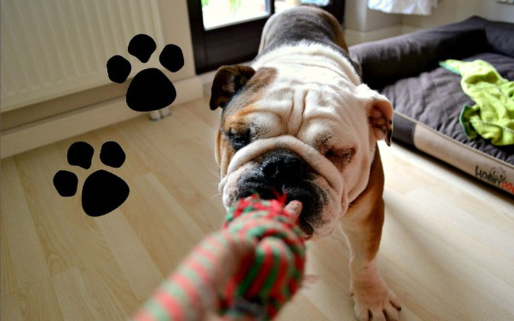 Zbiórka Gienio - pies z wodogłowiem. - zdjęcie główne