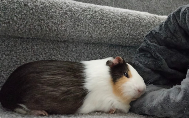 Zbiórka Na zabieg dla świnki morskiej - zdjęcie główne