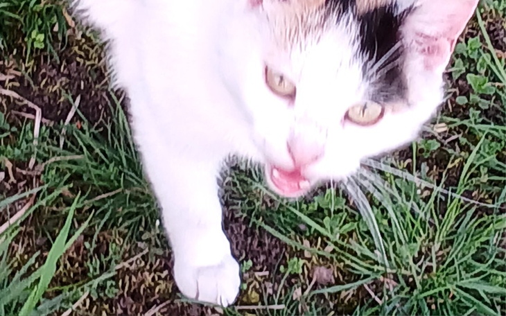 Zbiórka Na dokarmianie kocich przybłęd - zdjęcie główne