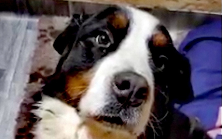 Zbiórka Wojownicy dla Staruszków - zdjęcie główne