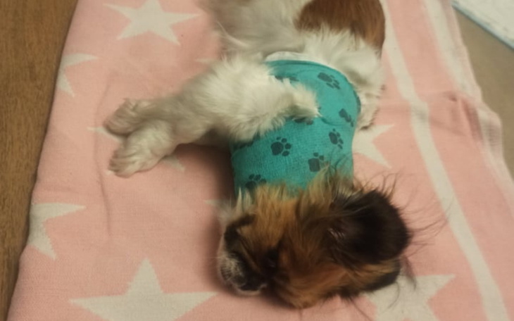 Zbiórka Powrót Niki na 4 łapki - zdjęcie główne