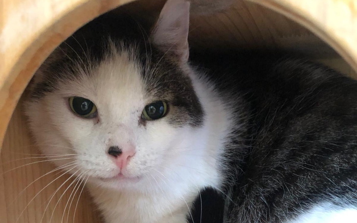 Kot schowany w drewnianej budce, z ciekawym spojrzeniem.