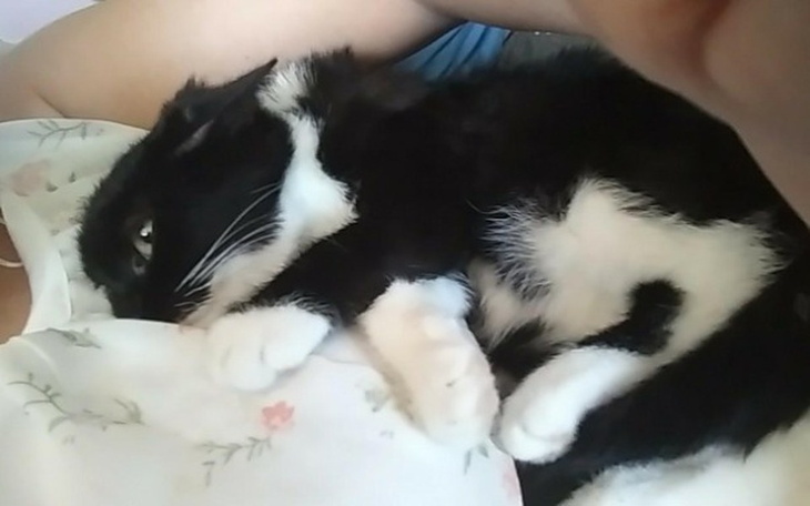 Zbiórka Fip, Panleukepenia i inne robaki - zdjęcie główne