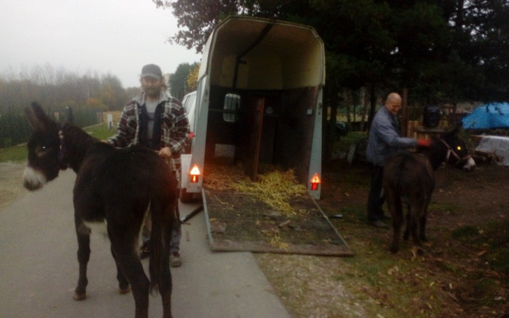 Zbiórka Dług za transport Osiołków - zdjęcie główne