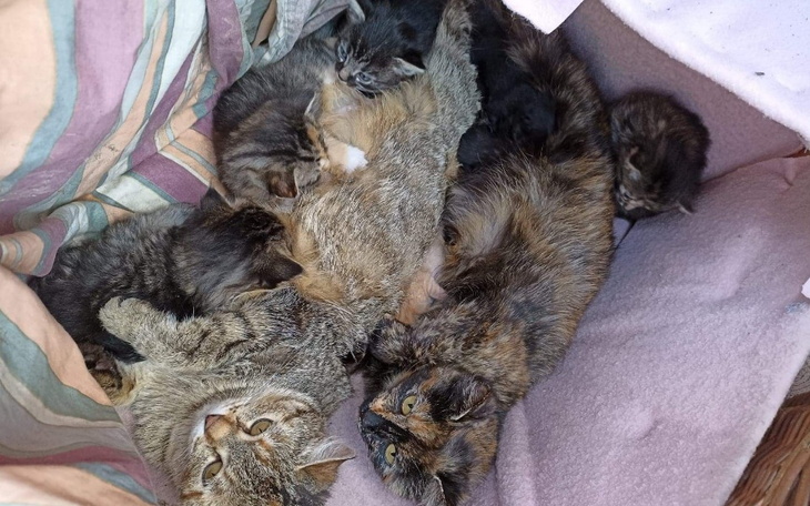 Zbiórka Zakocone futra - zdjęcie główne