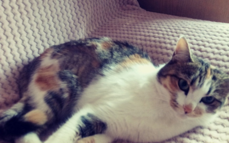 Kot leżący na kanapie, z ciekawym spojrzeniem.