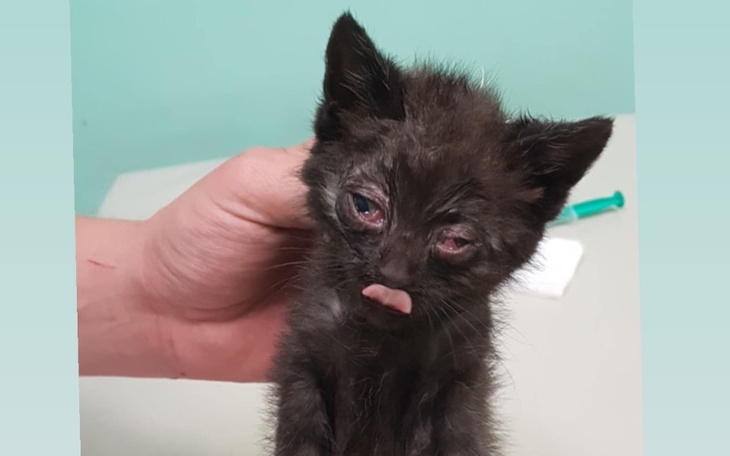 Zbiórka Opłacenie faktury u weterynarza - zdjęcie główne